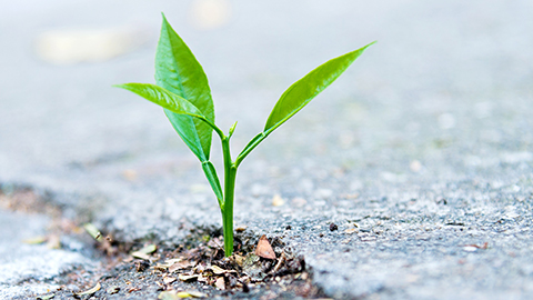 A green seedling sprouting out of concrete