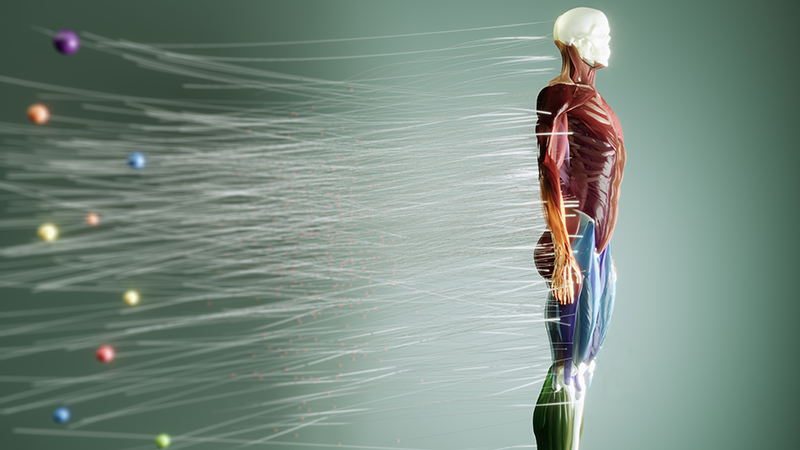 Human anatomy with muscle system and energy flow 