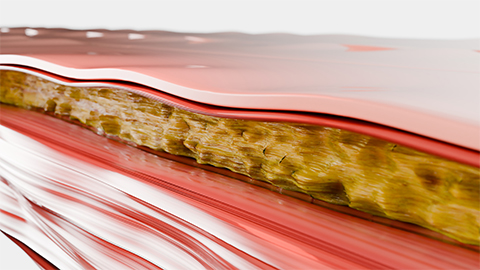 3D animated image of the fascial system.