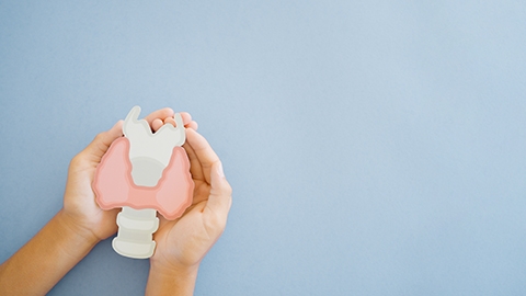 Hands holding Thyroid gland paper cutout.