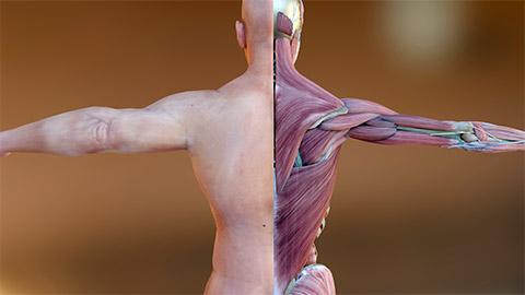 Animated image of the human muscular tissue.