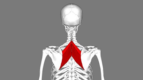 Anatomical image of a skeleton with rhomboid muscles hightlighted in red.