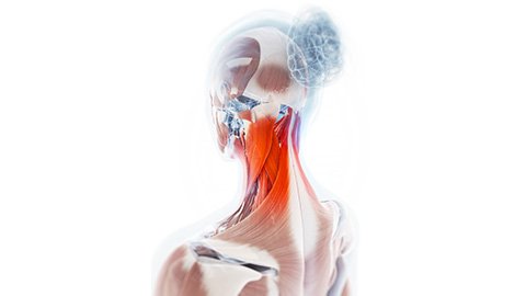 Anatomical image of the muscular system with sternocleidomastoid highlighted red.