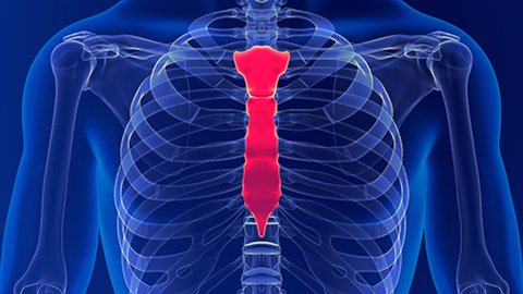 Graphic illustration of the chest and sternum